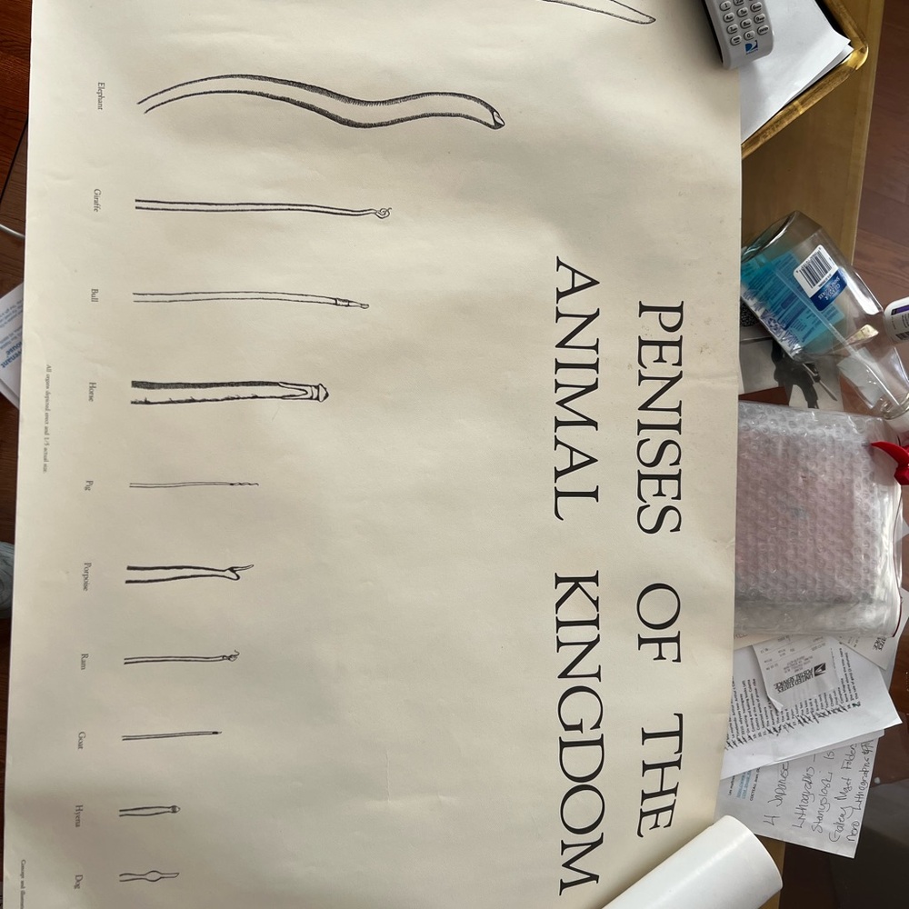 Animal Kingdom Anatomy Poster